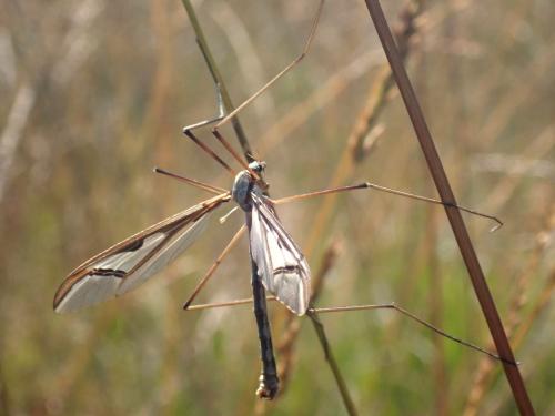 Pedicia rivosa